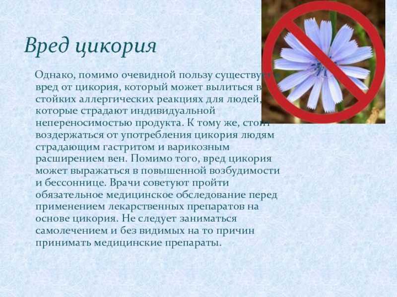 Полезные свойства цикория и его применение в народной медицине и кулинарии
