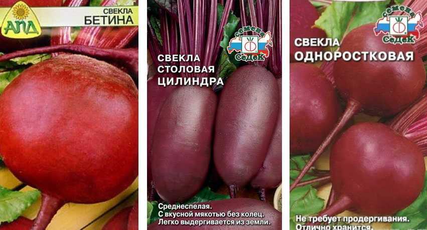 Мангольд — листовая свекла